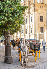 Fototapeta na wymiar Horse in the street of Seville, Spain