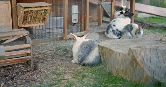 Hasen im Hasengehege
