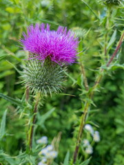 A large thistle flower in a thicket of grass on the side of the road.