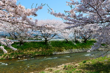 舟川べり桜並木。朝日、富山、日本。4月中旬。