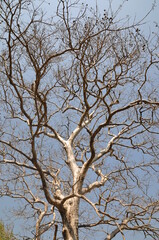 The tree in the without leaves