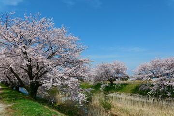 Fototapeta na wymiar 舟川べり桜並木。朝日、富山、日本。4月中旬。