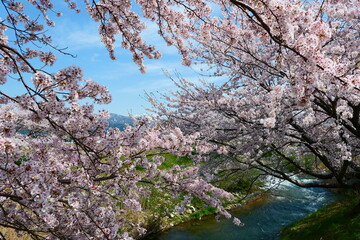 舟川べり桜並木。朝日、富山、日本。4月中旬。