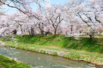 舟川べり桜並木。朝日、富山、日本。4月中旬。