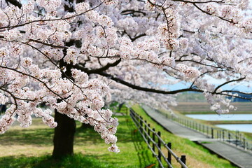 舟川べり桜並木。朝日、富山、日本。4月中旬。