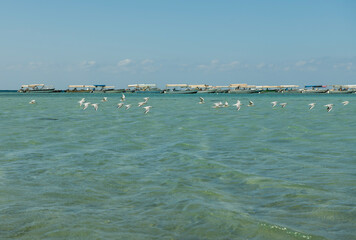 Seascape. Many seaguls flying over the sea. Saudi Arabia,  Red sea