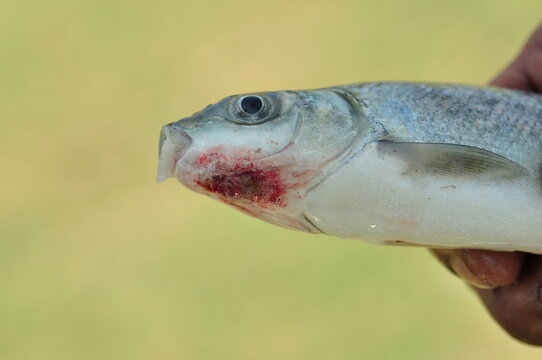 Fish disease EUS
