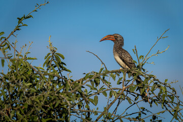 Bradfield hornbill watches camera from leafy bush