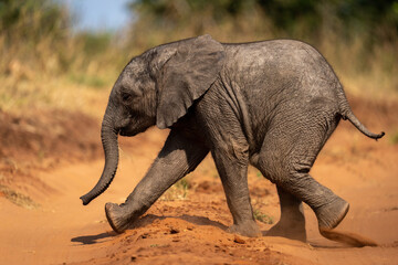 Obraz premium Baby African bush elephant runs across track