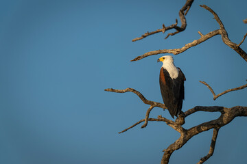 African fish eagle facing left in tree