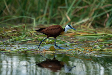 African jacana walks across waterlilies in river