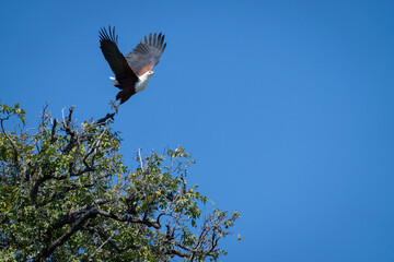 African fish eagle takes off from treetop
