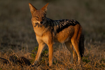 Black-backed jackal stands with feathers in mouth