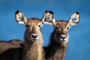 Close-up of two female common waterbuck side-by-side