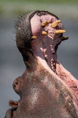 Close-up of hippo in river opening mouth