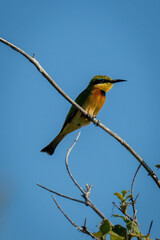 Little bee-eater on dead branch facing right