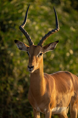 Close-up of male common impala regarding camera