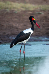Female saddle-billed stork stands in stagnant waterhole