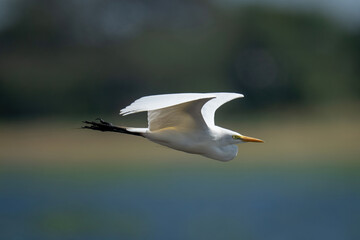Great egret flies along river heading right