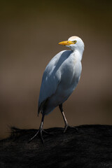 Cattle egret on shoulder of Cape buffalo