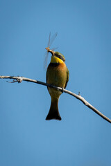 Obraz premium Little bee-eater eats insect on dead branch