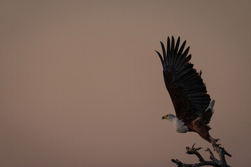 African fish eagle takes off at dusk