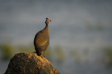 Helmeted guineafowl on termite mound with catchlight