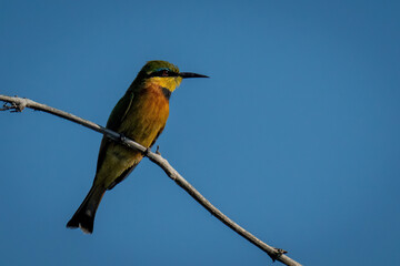 Little bee-eater faces right on dead branch