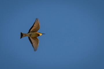 Little bee-eater flies overhead with wings spread
