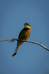 Little bee-eater on branch tucks wings in