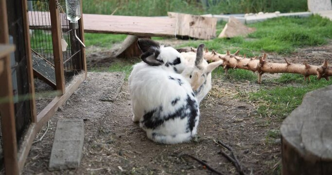 Hasen im Hasengehege