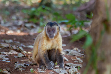 Brazilian Apes. This kind of ape is very rare in Brazil.
