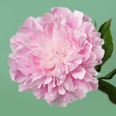 Soft pink peony flower isolated on light green background.