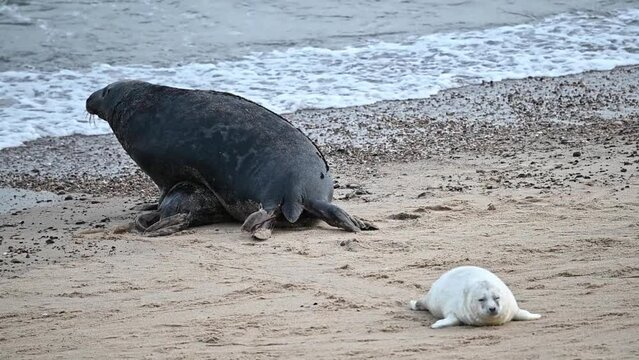 Grey Seal Male and female prepaing for mating on the beach at Horsey Gap, Norfolk, England