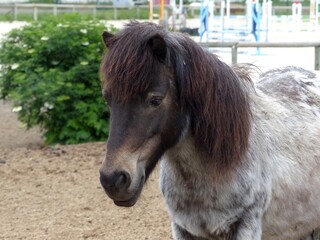 jeune cheval poulain avec sa robe beige claire et son crin brun aux abords d'un club hippique par...