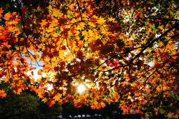 紅葉から差し込む光