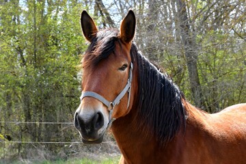 cheval de trait nous regardant avec sa belle robe brune et sa crinière noire prêt d'Issoire dans le puy de dôme