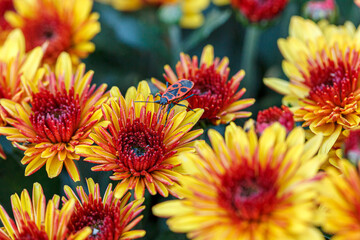 beautiful bushes of chrysanthemum flowers yellow and red colors
