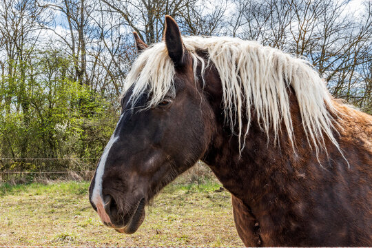 Brun Bilder Durchsuchen 127,703 Archivfotos, und