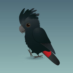 A vector illustration of a red tailed black cockatoo. Is is a male bird. He is holding one paw up, and he looks very cute. Pale blue gradient background.