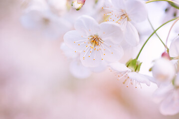 Cherry spring flowers