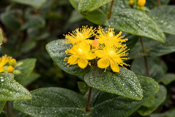 Hypericum inodorum MAGICAL BEAUTY (Kolmbeau)