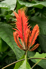 Aphelandra tetragona