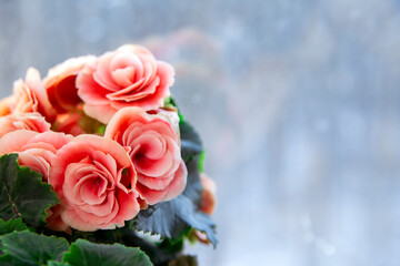 Blooming begonia elatior of the Borias variety. Floriculture, hobby, green home.