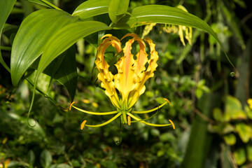 Gloriosa superba also known as gloriosa lily, glory lily, fire lily, flame lily, climbing lily, creeping lily, and cat's claw or tiger's claw