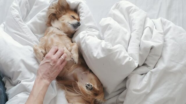 Chihuahua dog male owner caress stroking his pet lying on back on bed and enjoying home atmosphere