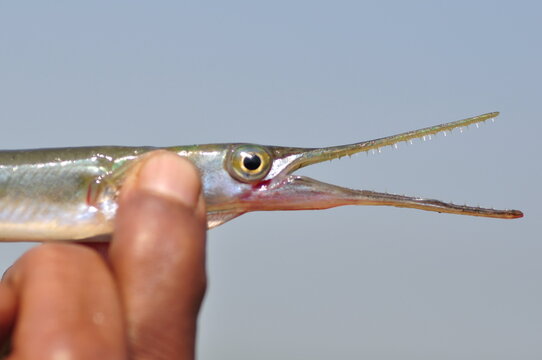 Freshwater garfish 