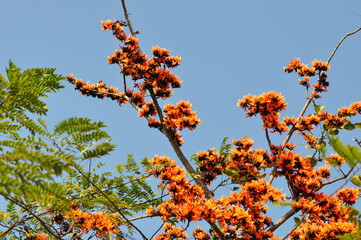 flowers against blue sky