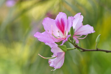 Flower on branches