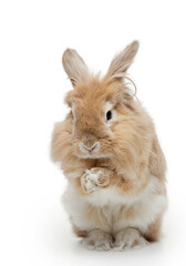 Fototapeta premium Cute rabbit on a white background. funny animal eating 